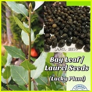 【hot sale】 Bayleaf seeds easy sprout lucky plant 6-15seeds per pack orig1