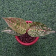 Terlaris Tanaman Hias Aglaonema / Aglonema Golden Hope Best Seller