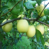 Fruit Fruit Tree Seeds Pear Tree Seeds Pear Seeds People's Favorite Fruits Four Seasons Sowable Fore