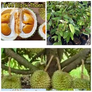 Anak pokok Durian Duri Hitam D200 Hybrid