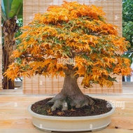 Biji Benih Bibit Pohon Bonsai - Maple Shantung Acer Truncatum