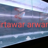 ikan arwana super red