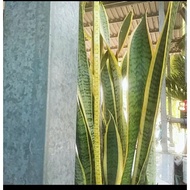 Combo of 3 snake plants