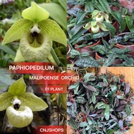 (BUY 1 GET 1)PAPHIOPEDILUM MALIPOENSE Orchid 01 Plant
