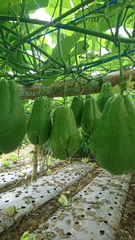 bibit labu siam paket 10buah lebat bibit labu siam beby labu siam super bibit lejet labu gambas bibi