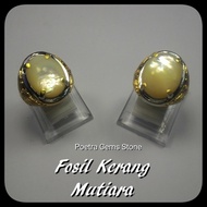 BATU CINCIN FOSIL KERANG MUTIARA