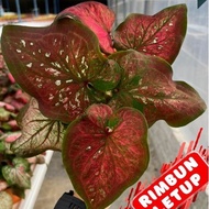 (READY STOCK) CALADIUM RED CHAMBER