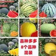 Watermelon Seeds Mixed Combination Seedless Watermelon Seeds Original Four Seasons Vegetables Encycl