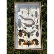 Insect Stave Plain Large Box 8 * 14inch