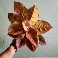 Ready Stock Aglonema Kochin Brown