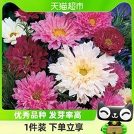 小欣批發 現貨 郵萌吖吖菊科花卉種子秋播園藝金盞菊洋甘菊波斯菊陽臺盆栽種籽