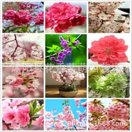 New Japanese Cherry Blossom Seeds/Cherry Blossom Tree/Balcony Potted Flowers Cherry Blossom Bonsai M