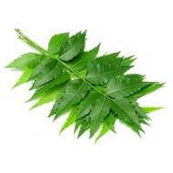 Fresh NEEM LEAVES /Daun MAMBU 250g (THE QUEEN OF ANTI-BACTERIA)