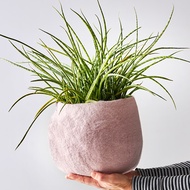 Aveva Design瑞典羊毛氈 FLOWER POT 16羊毛氈容器(大) 花器 盆器 盆栽 多色/ 粉