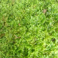 moss weeping, clump emersed sobgte 1449yc