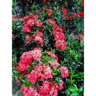 LIVE PLANT Ixora flower red Type 1 ( 5 keratan batang)
