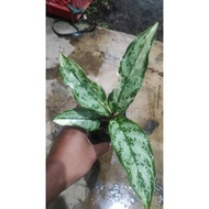 Sindo - Aglaonema Commutatum Variegated Live Plant R8OYWT6EUU