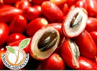 [Promotion] Miracle Berry Plant/ Pokok Buah Ajaib