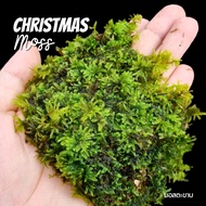 มอส - Moss (รวมมอสชนิดต่างๆ สำหรับจัดตู้ไม้น้ำ สวนขวด สวนชื้น) - For Aquarium/Terrarium/Paludarium