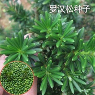 Arhat Pine Seeds Arhat Pine Seeds Arhat Pine Evergreen Arhat Pine Soil Fir Tongue Small Leaf Pearl B