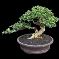 bonsai pohon hokiantea the max 30cm