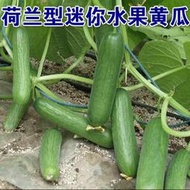 春季夏四季盆栽無架小黃瓜旱黃瓜種籽高產水果黃瓜種子 種籽苗蔬菜種子 種籽