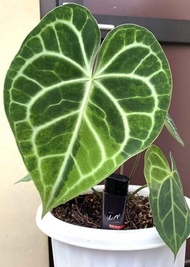 anthurium clarinervium variegata real pict kuping gajah varigata