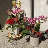 【鯉花】春節鯉花計畫! 蝴蝶蘭盆栽/過年/年節花禮/返鄉伴手禮