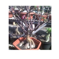 Amefurashi 1 Benih Bibit Biji Bunga Black Somalense Adenium Arabicum