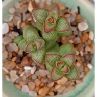 3 Biji Benih Pokok Hoki Duit Rosary Vine Jade Plan Seed - 3 Seed