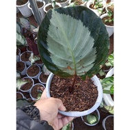 ☞Available Live plants for sale (Calathea Rosy)