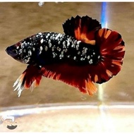 ikan cupang avatar nemo cooper orthai GRED A++ VVIP SPEK CONTES. jantan / male dewasa indukan .ika h
