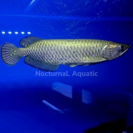 ikan arowana jardini irian / arwana jardini / ikan hias predator