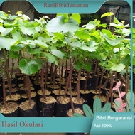 Bibit tanaman buah anggur jupiter / anggur import jupiter