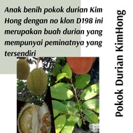 (Real Plant) Anak Pokok Durian Kim Hong D198 Cepat berbuah hybrid top quality Pokok durian