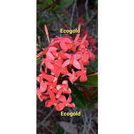 Red-Pink/Orange Ixora ( Ixora Coccinea )