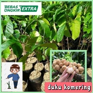 Terlaris Bibit Buah Okulasi Duku Komering