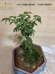 🍃DI003 微景觀 植物盆栽 - 日本貴品獅子頭楓葉樹