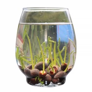 🔥Ready Stock🔥25Pcs Bowl Lotus Seed Water Lily Mix Flower Seeds Bonsai Pot Garden Plant Dwarf Benih L