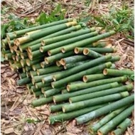 🔥RARE🔥BULUH LEMANG/BULUH LEMANG 12batang
