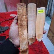taring duyung panjang mulai 14cm 17cm 22cm