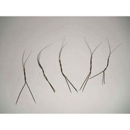 GRED AAA [5 PCS] B.P ASLI/AKAR/BULU/PERINDU/SANJEEVI VER