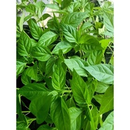 Anak pokok cili burung, Sakata 508, cili api jepun