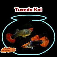 TRIO Guppy Tuxedo Koi INDUKAN Grade A 1 Jantan 2 Betina Pair