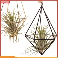 {bolilishp}  Air Plant Holder Geometric Plant Stand Modern Geometric Glass Terrarium Plant Stand for Home Office Decor Southeast Asian Buyers' Favorite