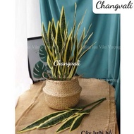 Rubber Snake Plant - Fake Plant