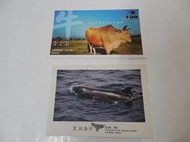 黑潮海洋 偽虎鯨 黑鰭 廖鴻基 攝影 明信片 牛頭牌 運動鞋 明信片 每張30元