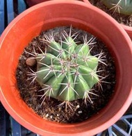 5寸盆 層雲 仙人掌 室內外植物 觀賞療癒植栽