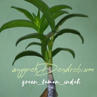 anggrek dewasa|anggrek Dendrobium