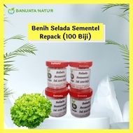 Benih Bibit Selada Import SEMENTEL Bejo Seed (100 biji) Berkualitas